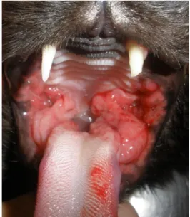 Figura 1  – Apresentação clínica de um  gato  fêmea  com  GECF.  Fotografia  gentilmente  cedida  pela  Doutora  Lisa  Mestrinho
