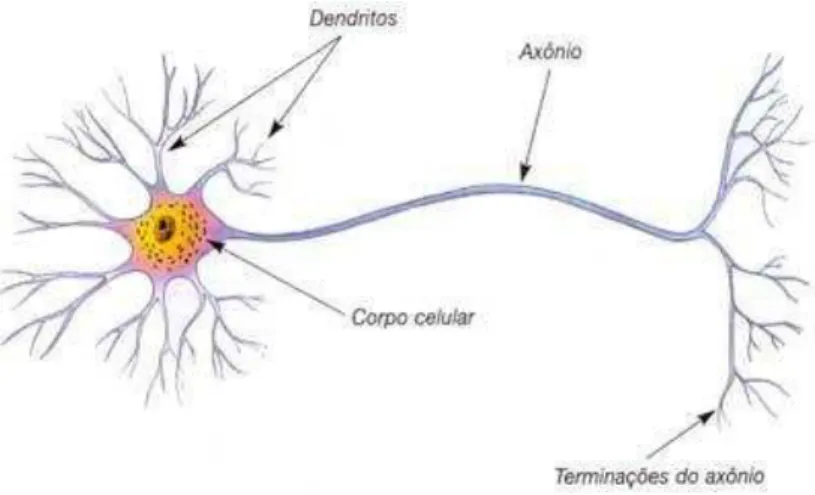Figura 17- Constituição de uma célula neuronal. 