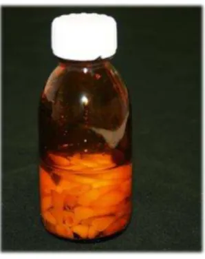 Figura 3. Amostra conservada num frasco contendo água destilada . 