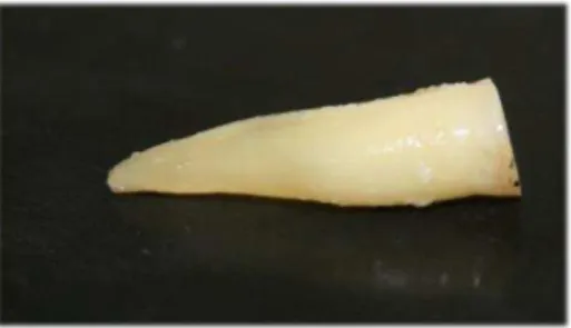 Figura 4. Espécime 2 depois de limpo na superfície radicular externa e seccionado na junção esma lte- lte-cimento