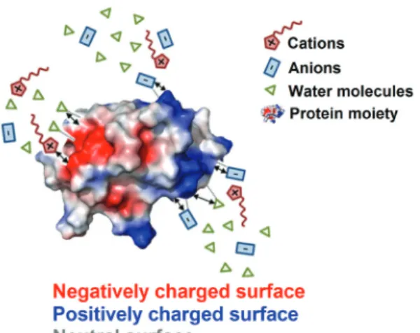 Figure 2. Putative interactions (dotted lines representing hydrogen  bonding and arrows representing strong Coulomb interactions) between  solvent species with a protein surface, at high ion concentrations (adapted  from reference 51).