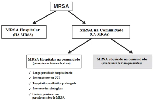 Figura 10 -   Classificação dos MRSA (Adaptado de Witte, 2009) 