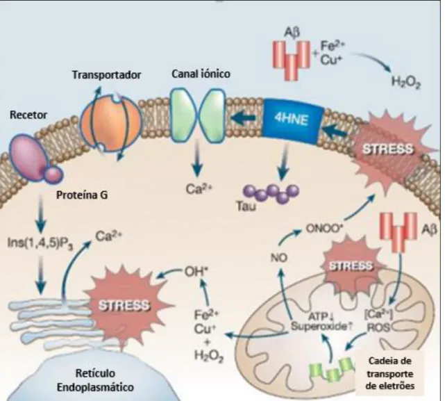 Figura 2.9. Ilustração representativa da lesão oxidativa induzida pela proteína β-amilóide