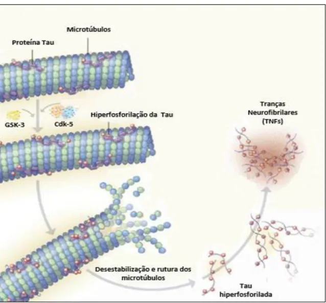 Figura 2.10. Hiperfosforilação da proteína Tau e formação das Tranças Neurofibrilares