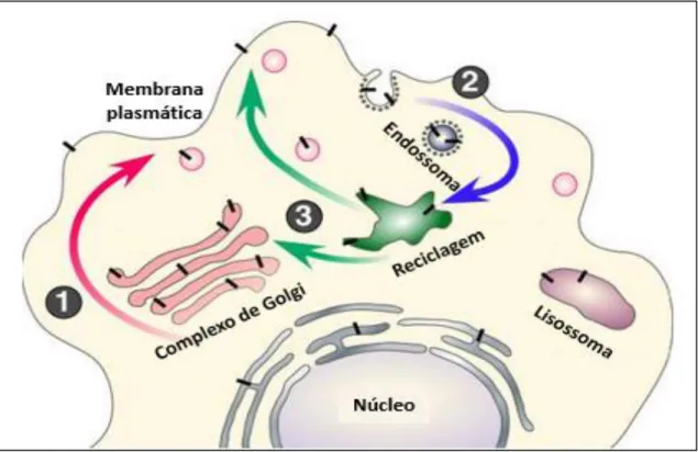 Figura 2.11. Ilustração da maturação e tráfego intracelular da APP. As barras a preto indicam os locais onde ocorrem  os processos de maturação desta proteína