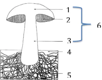 Figura 1- Estrutura básica dos cogumelos. Legenda: 1- Píleo ou chapéu; 2- Estrutura formadora  de esporos; 3- Estipe ou caule; 4- Substrato; 5- Micélio ou hifas; 6- Corpo frutífero