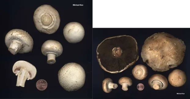 Figura 2- Cogumelo Agaricus bisporus branco (à esquerda) e portobello (à direita) (Adaptado de  Kuo, 2004) 