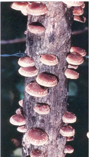 Figura 3- Lentinula edodes em torno de um tronco de carvalho (Adaptado de Smith et al., 2002) 
