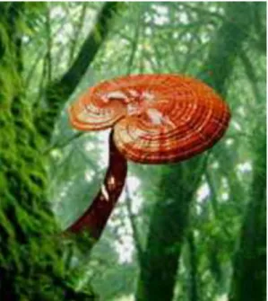 Figura 5- Cogumelo Ganoderma lucidum (Retirado de “Cogumelo Ganoderma Lucidum  (Reishi),” 2015) 