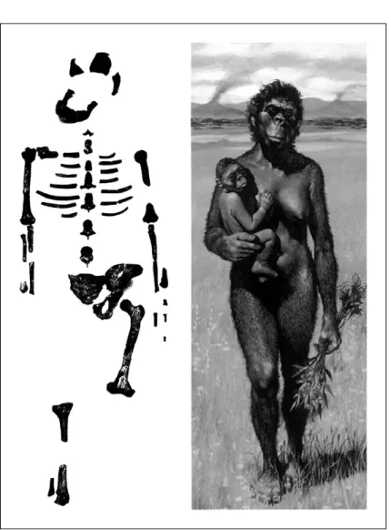 FIGURA 3. À esquerda: restos de Australophitecus afarensis do género feminino, Lucy; à direi- direi-ta: reconstituição gráfica de Lucy [Coppens (Ed.), 2003, p