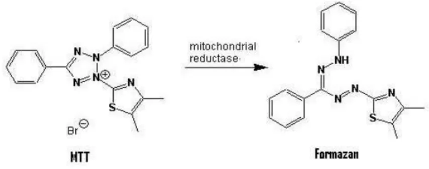 Figura  nº  10-  Esquema  da  redução  do  MTT  a  formazan  pela  enzima  mitocondrial  desidrogenase  succínica    (Adaptada  de:  Brescia  &amp;  Banks,  2009)
