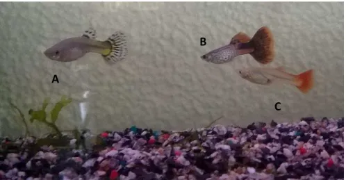 Figura 3 – Os três peixes: Gotinha de Mel (A), Algodão Doce (B) e Estrela (C)  