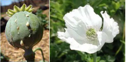 Figura 3 – Seiva da papoila do ópio (esquerda) e respectiva flor (direita). Adaptado (“Explaining plant  chemical diversity in evolutionary terms | Life Science PhD Aventures on WordPress.com,” n.d., 