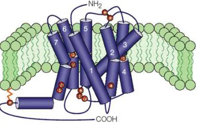 Figure 1. Characteristic structure of a GPCR in the cellular membrane. The seven transmembrane  (7TM) domains are numbered