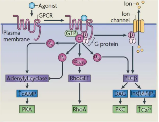 Figure 2. GPCR signaling in a classical perspective, from Ritter and Hall (2009). 