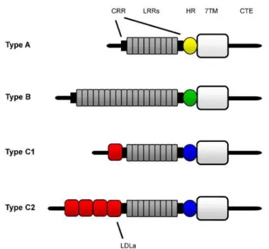 Figure 4. Representation of the major LGR types. Image from Van Hiel et al., (2011). 7TM – seven  transmembrane domain; CRR – cysteine-rich region; CTE – C terminal endodomain; HR – hinge 