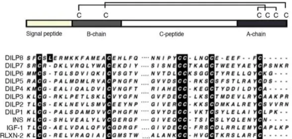 Figure 10. General Ilp scheme and protein alignment of the B and A chains of the eight  Drosophila Ilps and comparison to three representatives of the human Ilp subfamilies