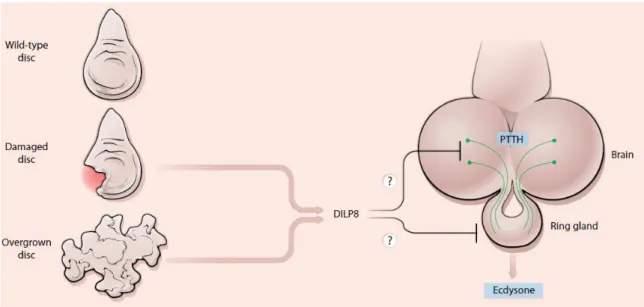 Figure 11. Hypotheses for how Dilp8 could act as an inhibitory imaginal signal. Image from  Hariharan (2012)