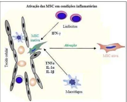 Figura 2: Ativação das MSC em condições inflamatórias. As MSC inativas são recrutadas ao local de  lesão, onde sofrem ativação mediada pela secreção dos fatores IFN- , pelos linfócitos T, e TNFα, IL - 1α e  IL-1 ,  pelos  monócitos,  permitindo  posterior 