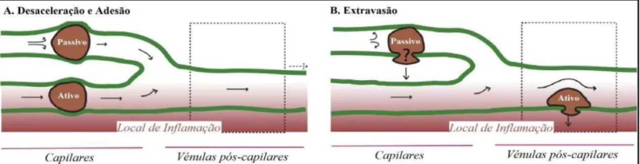 Figura 3: Modelo simplificado de homing passivo comparativamente ao homing ativo. A desaceleração  e a adesão (A) passivas das MSC devem-se ao seu elevado tamanho e consequentes interações físicas com  o endotélio, levando a uma diminuição do fluxo sanguín