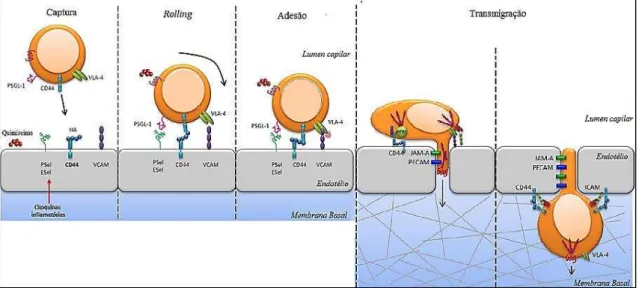 Figura 4: Fenómeno de homing ativo das MSC. Aquando da lesão verifica-se a libertação de citoquinas  e  subsequente  estimulação  da  expressão  das  seletinas  P  e  E  nas  células  endoteliais,  o  que  promove  a  interação das MSC com as células endot
