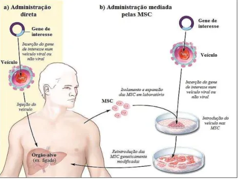 Figura 6: Administração de transgenes mediada pelas MSC. Ao contrário da administração direta de  genes no doente (a), estes podem ser transferidos ex vivo nos veículos que são introduzidos nas MSC (b)
