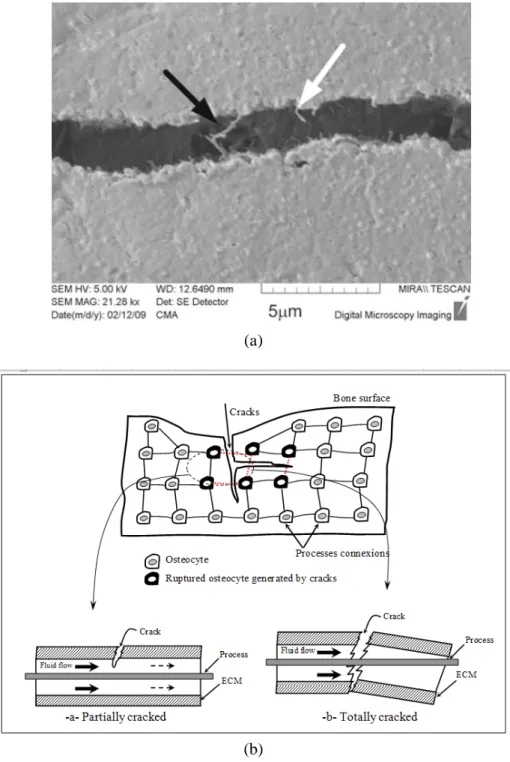 Figure 5. (a) Scanning electron microscope image showing part of a crack, with an intact process  (black arrow) and an incomplete process (white arrow) passing across between the crack faces  (adapted from [24])