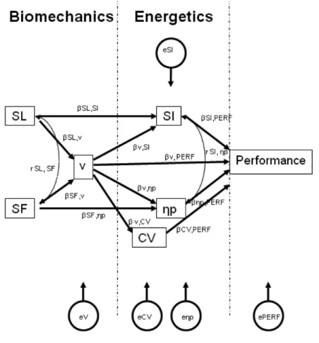 Figure  1 —  Theoretical  path-flow  model.  SL—stroke  length;  SF—stroke  frequency; 