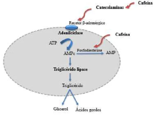 Figura 11: Processo de lipólise  