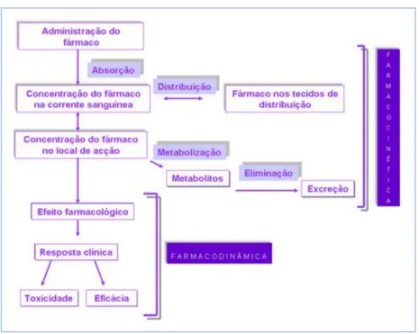 Figura 9: Farmacocinética e farmacodinâmica de um fármaco (FFUP, 2013). 