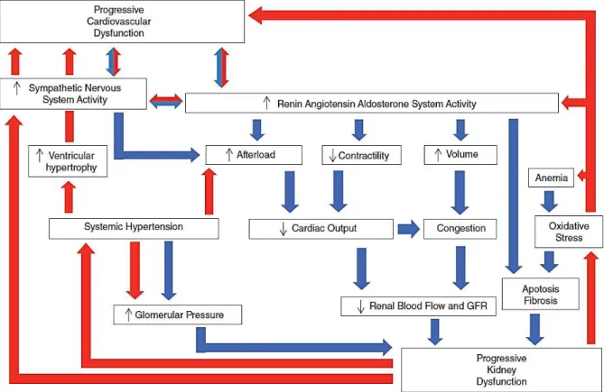 Figure  1  -  Postulated  mechanisms  underlying  the  relationship  between  heart  failure  (HF)  and  renal  dysfunction