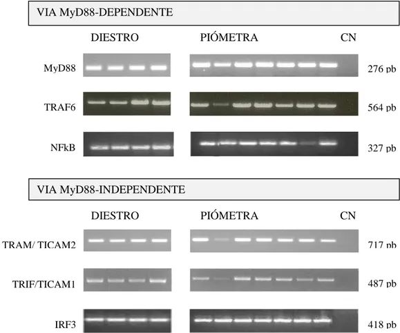 Figura  12 –   Exemplo  dos  produtos  de  amplificação  obtidos  por  RT-PCR  na  deteção  do  mRNA  dos componentes  das vias  de sinalização dos TLRs, dependente e independente de  MyD88, em  amostras  de  endométrio  de  úteros  com  piómetra  e  de  ú