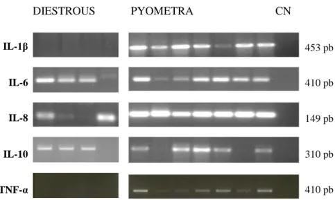 Figura 13 - Exemplo dos produtos de amplificação obtidos por RT-PCR para os  transcritos das  citocinas  pró  e  anti-inflamatórias  em  amostras  de  endométrio  de  úteros  com  piómetra  e  em  amostras de endométrio de úteros sem afeção uterina (diestr