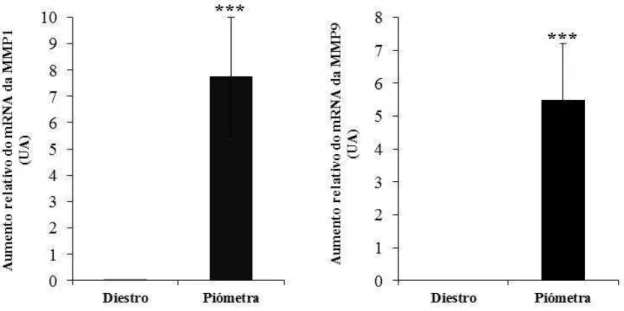 Figura  16-  Resultados  da  quantificação  relativa  (Unidades  Arbitrárias-UA)  dos  mRNAs  da  MMP1 e MMP9  por PCR em  tempo real em amostras  de endométrio de  úteros com  piómetra  comparativamente a amostras de endométrio de úteros sem afeção (diest