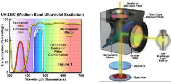 Figura 17: Especificações do filtro de excitação ultravioleta UV-2E/C e respetivos comprimentos de onda  (adaptado de http://www.bwoptics.com/newsend2.asp?id=5)