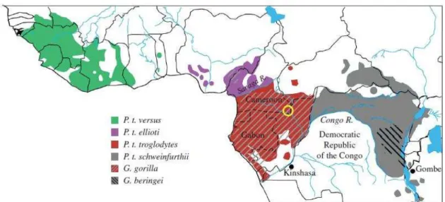 Figura 1 - Mapa de África ocidental e central, mostrando as faixas onde se encontram as  subespécies de chimpanzés (código de cores)