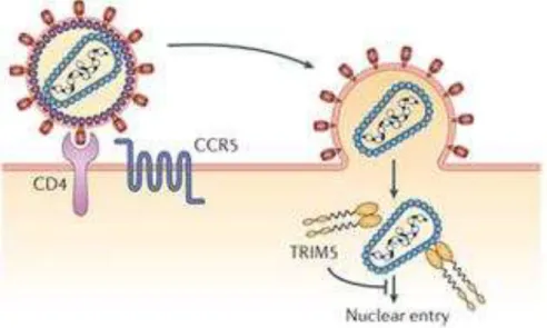 Figura  7  – Ligação  do  factor  de  restrição  TRIM5α  à  cápside  viral  (Retirado  de: