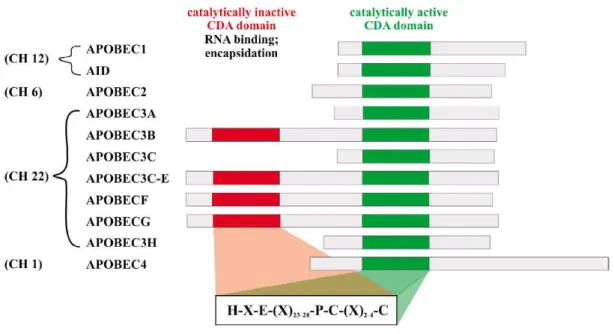 Figura  10  –   Família  APOBEC3.  Representação  das  proteínas  humanas  APOBEC3  consoante  o  cromossoma  em  que  se  inserem  e  de  acordo  com  os  domínios  cataliticamente  inactivo  (vermelho)  e  activo  (verde)