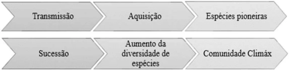 Figura 1 Processo de aquisição da microflora residente. (Adaptado de, P. Marsh &amp; Martin, 2005b).