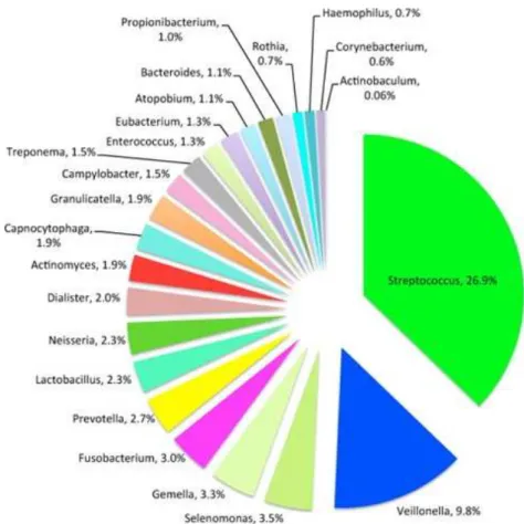 Figura 2 Distribuição de microrganismos na cavidade oral segundo HOMD. (Adaptado de, Costalonga &amp; 