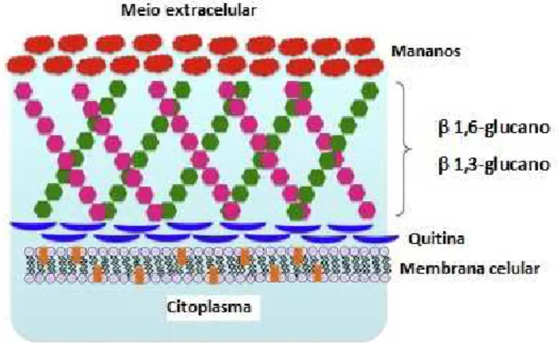 Figura 4 Estrutura celular de C. albicans. (Adaptado de, Kiyoura &amp; Tamai, 2015).