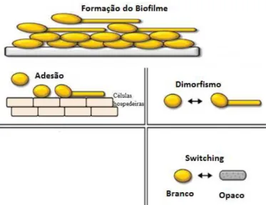 Figura 7 Fatores de virulência do género Candida. (Adaptado de, Mayer et al., 2013).