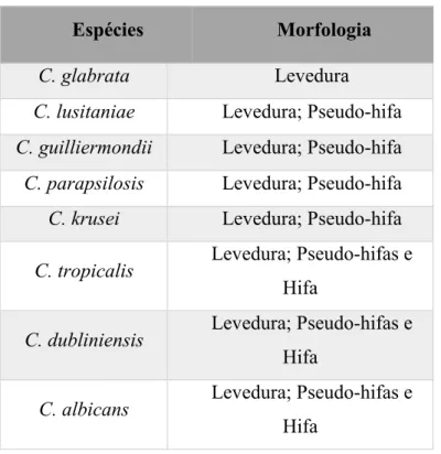 Tabela 2 Morfologia de espécies potencialmente patogénicas do género Candida (Adaptado de, Thompson  et al., 2011)