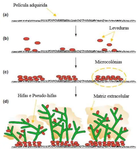 Figura 8 Formação do biofilme por C. albicans. (Adaptado de, Douglas, 2003).