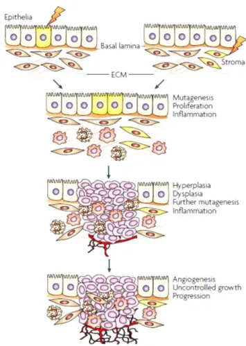 Figure 1 – Representation of carcinogenesis (Adapted from Albini and Sporn, 2007). 