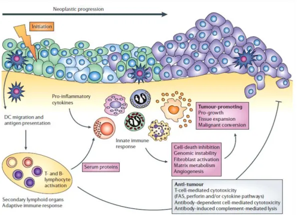 Figure 4 – Immune system behaviour in tumor microenvironment (Adapted from de Visser et al., 2006).