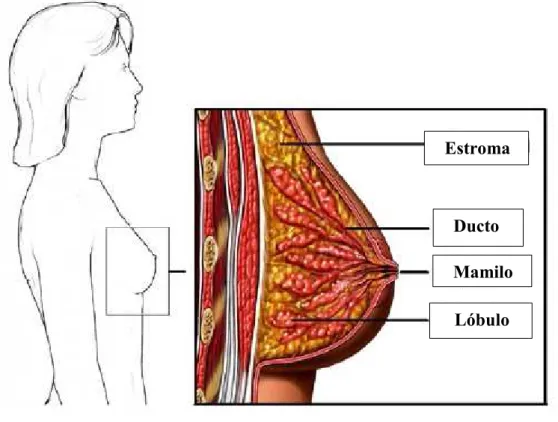 Figura 2 – Anatomia mama. Adaptado de National Comprehensive Cancer Network, (2016a).