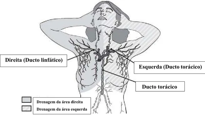 Figura 3 – Drenagem linfática da mama. Adaptado de American Cancer Society, (2015a).