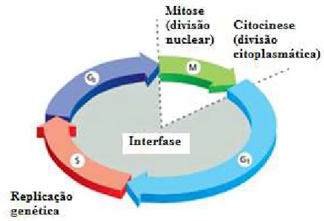 Figura 4 - Ciclo celular, dividido em duas grandes fases: Interfase e Mitose. Adaptado de Alberts  et al.,  (2010).