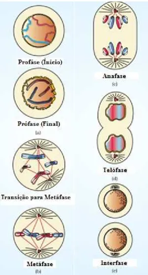 Figura 5 - Fases da mitose. Adaptado de Srivastava et al., (2006).